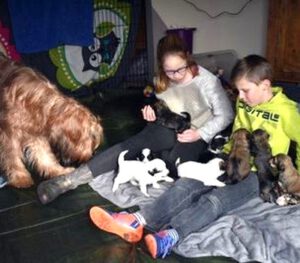 Der Familien Hund