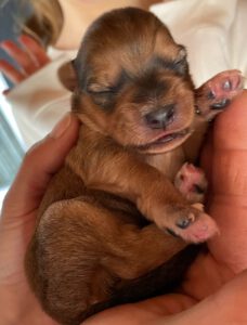 Tibet Terrier erblickt das Licht der Welt