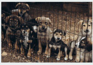 Welpen Hundehandel seine Folgen Hunde