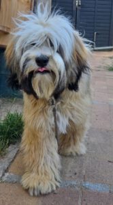 Tibet Terrier aufmerksam