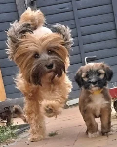 <span style="font-size: 14pt;">Tibet Terrier Hündin mit ihrer Tochter</span> Tibet Terrier Hündin mit Welpe